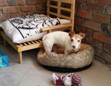 Bloemfontein Kennels