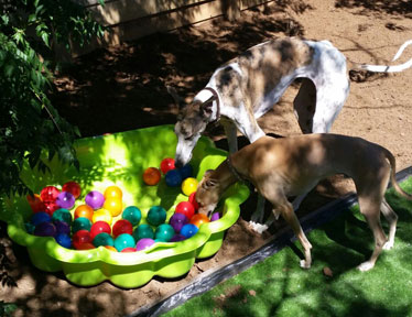 Bloemfontein Kennels