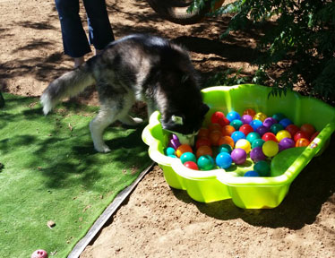 Bloemfontein Kennels