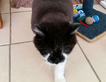 Bloemfontein Kennels