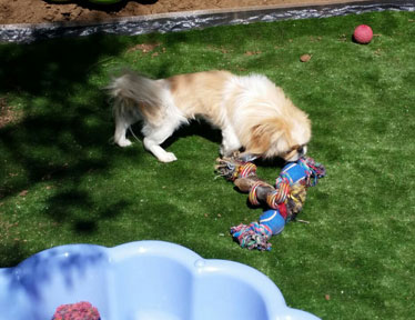 Bloemfontein Kennels