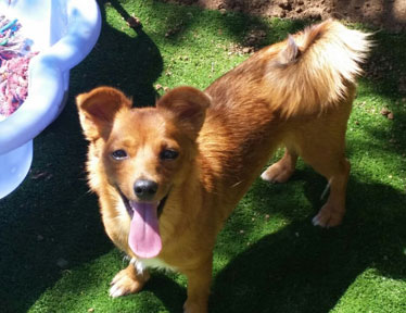 Bloemfontein Kennels