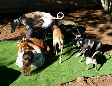 Bloemfontein Kennels