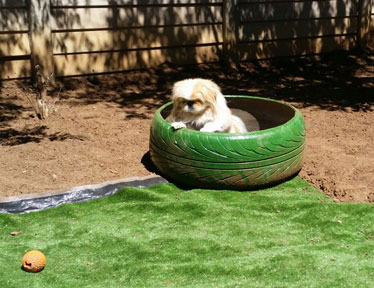 Bloemfontein Kennels