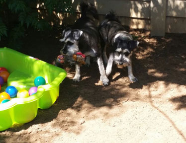 Bloemfontein Kennels