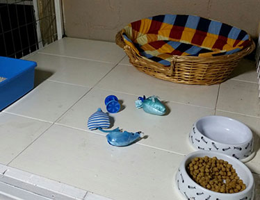 Bloemfontein Kennels