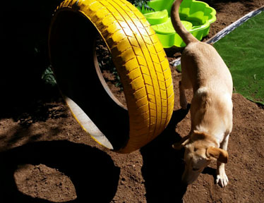 Bloemfontein Kennels