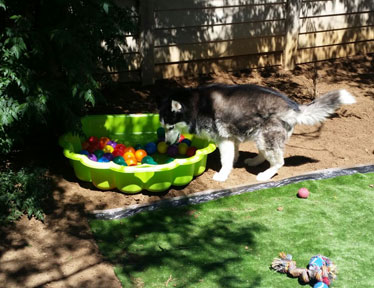 Bloemfontein Kennels